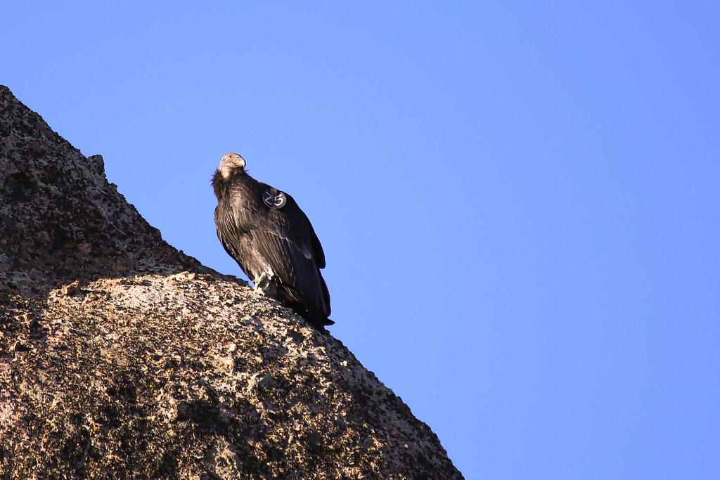 A California Condor with dark plumage and a bare head perches on a rock face.
