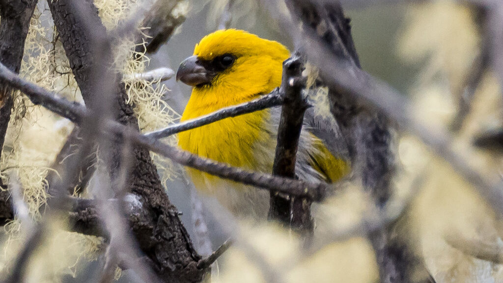 Palila bird partially hidden among tree branches