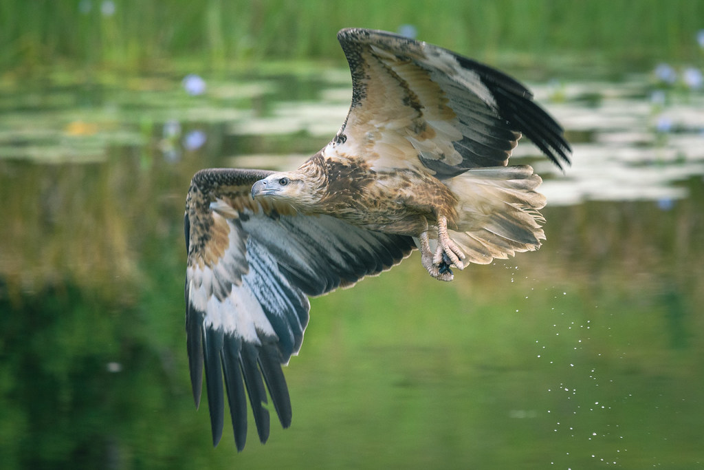 An immature White-bellied Sea Eagle soars above water, its wings powerfully spread mid-flight.