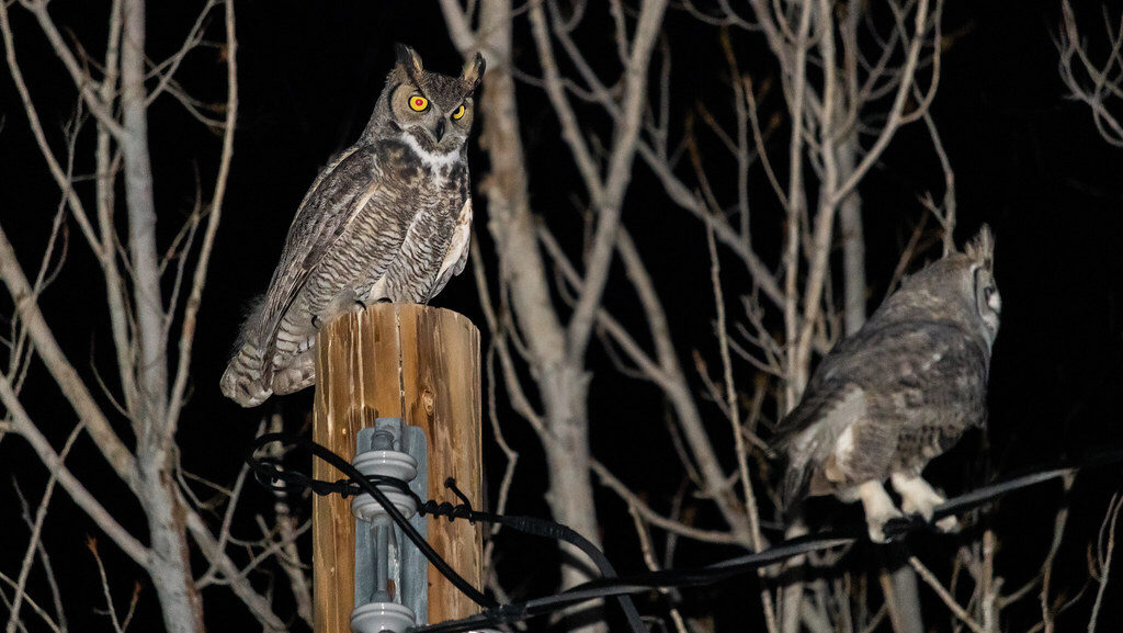 A Great Horned Owl with prominent ear tufts and bright yellow eyes perches on a wooden post at night.