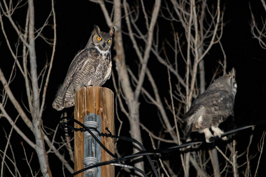 A Great Horned Owl with prominent ear tufts and bright yellow eyes perches on a wooden post at night.