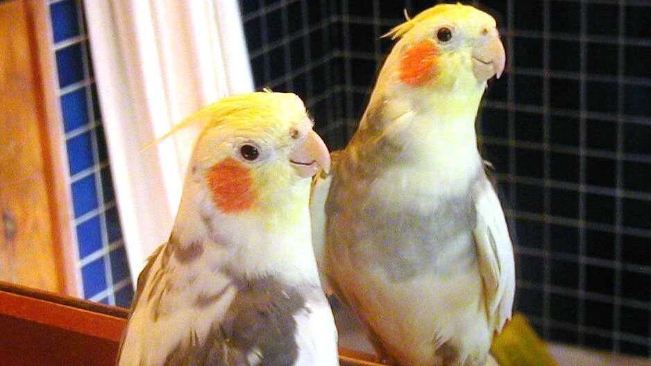 Pet cockatiel standing in front of mirror