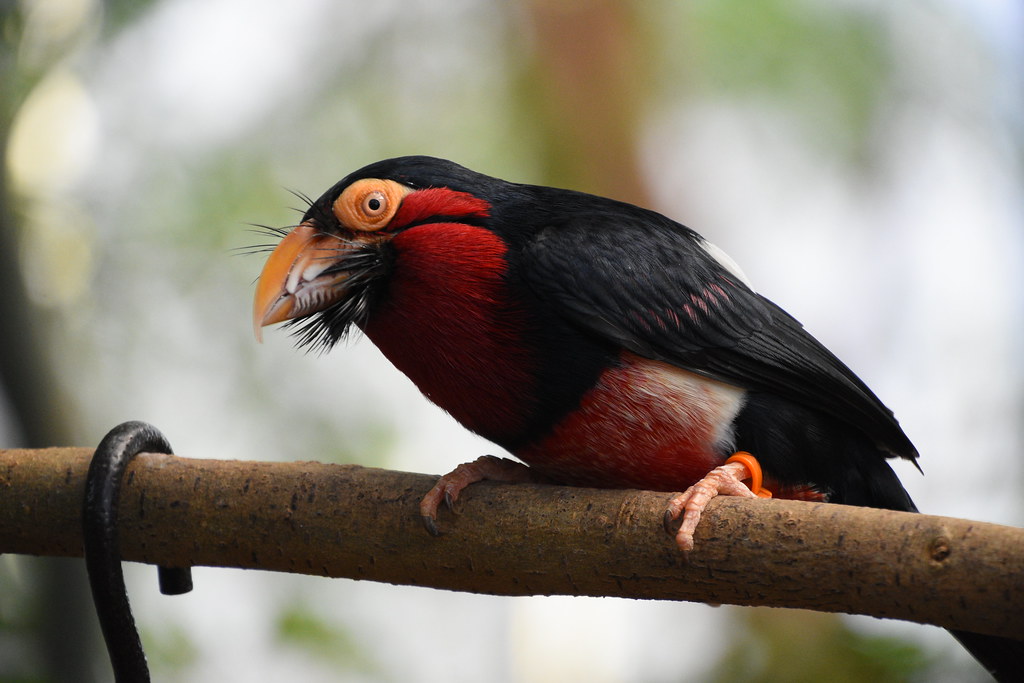 A colorful Bearded Barbet with red, black, and white plumage perches on a branch.