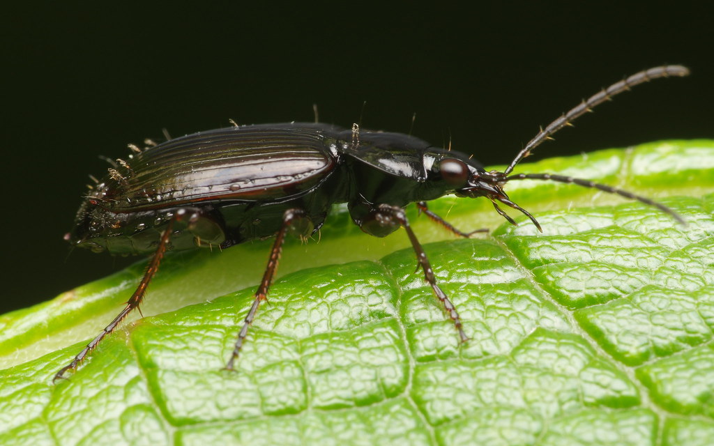 A dark ground beetle with long antennae rests on a green leaf.