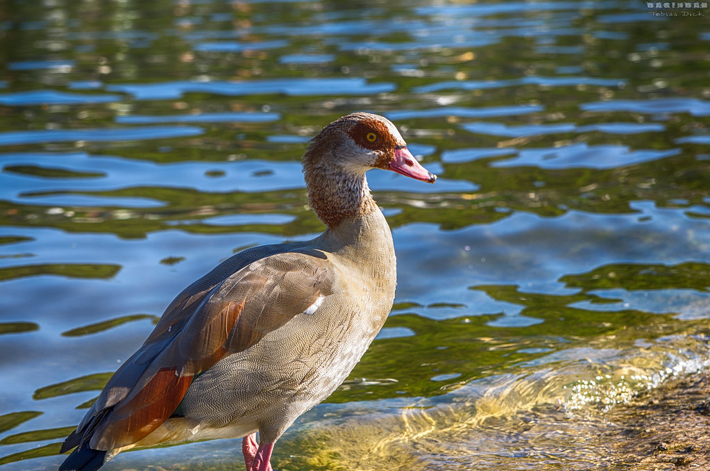 A graceful Goose stands by the water's edge, its brown and grey feathers glistening.