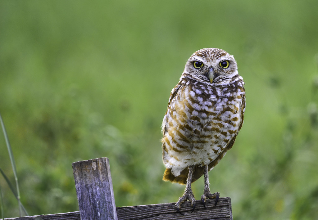 A vigilant Burrowing Owl with bright yellow eyes perches on a weathered wooden fence post.