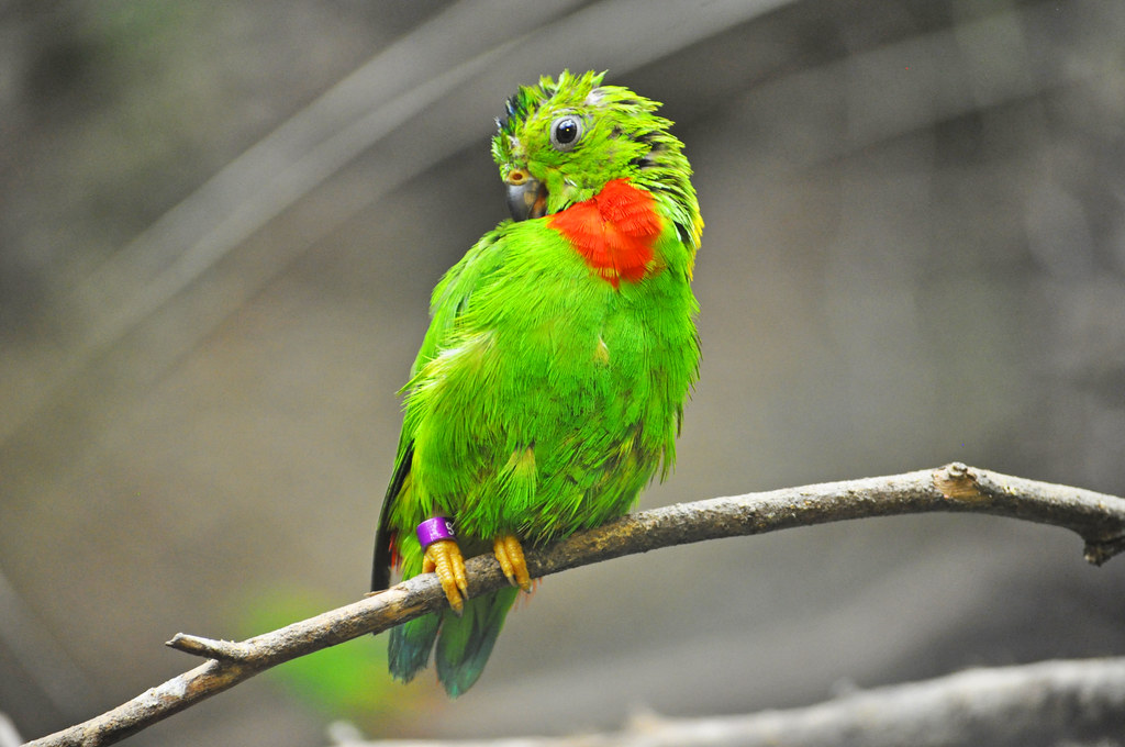 A vibrant green parrot with an orange chest patch perches on a branch, looking over its shoulder.
