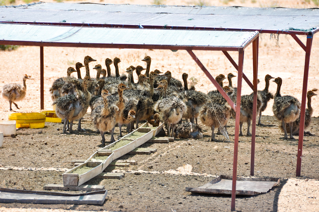 A group of ostrich chicks gathers near a feeder under a shelter.