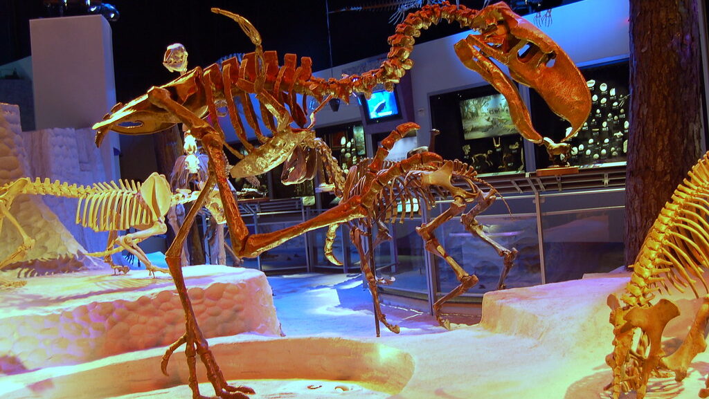Museum display featuring a terror bird skeleton