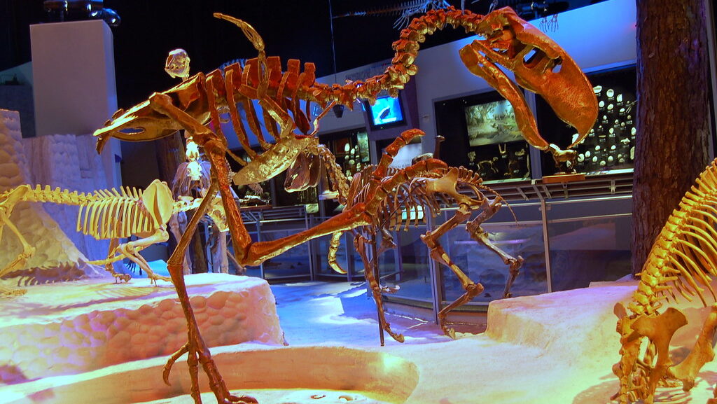 A full skeletal reconstruction of a Titanis, a large prehistoric bird, stands within a museum exhibit.