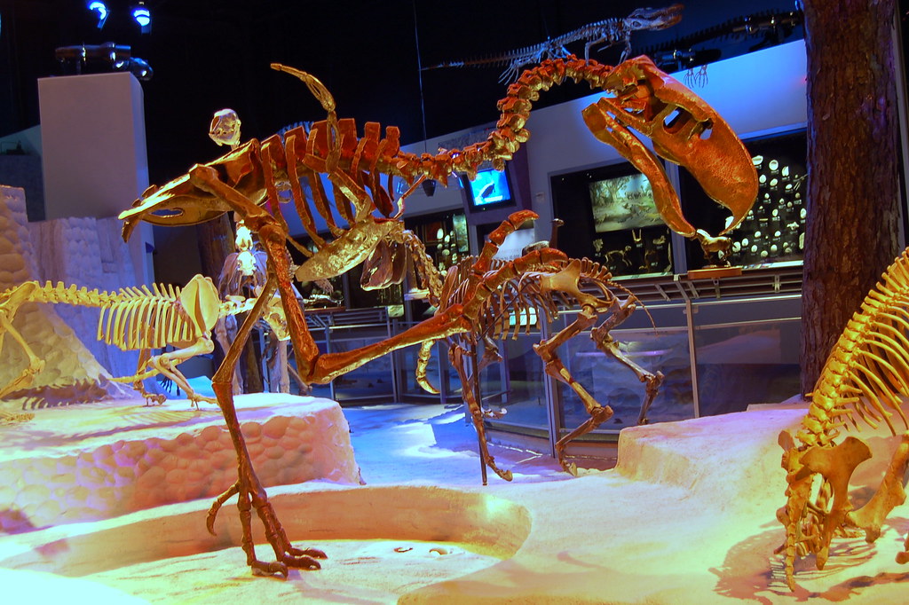 A full skeletal reconstruction of a Titanis, a large prehistoric bird, stands within a museum exhibit.