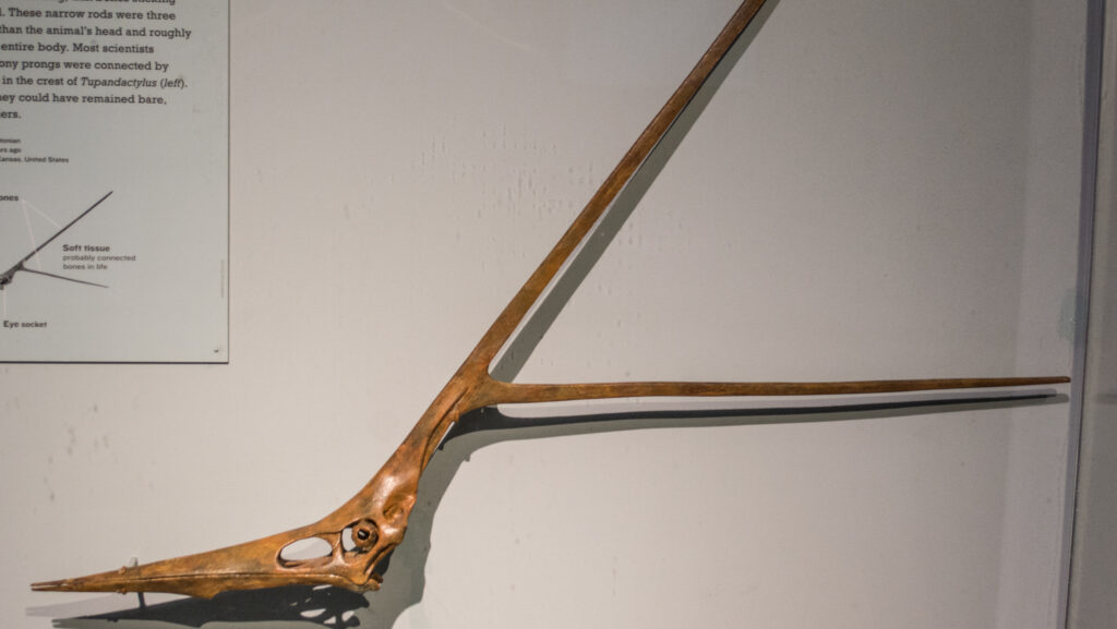 Fossil skull of Nyctosaurus gracilis showing its distinctive toothless beak