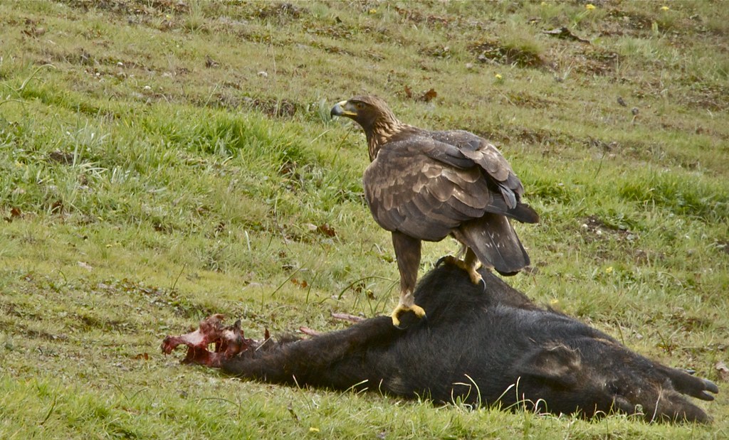A large brown eagle stands on its prey in a grassy field.