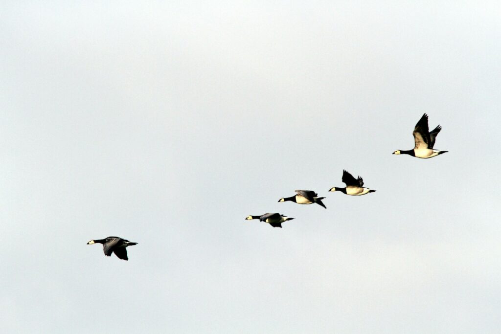 Five Barnacle Geese fly in a loose line across a bright, overcast sky.