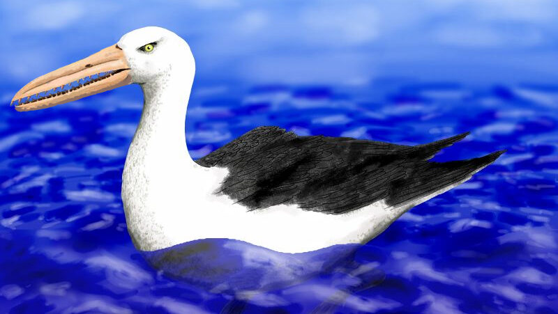 Digital artist impression of Osteodontornis orri