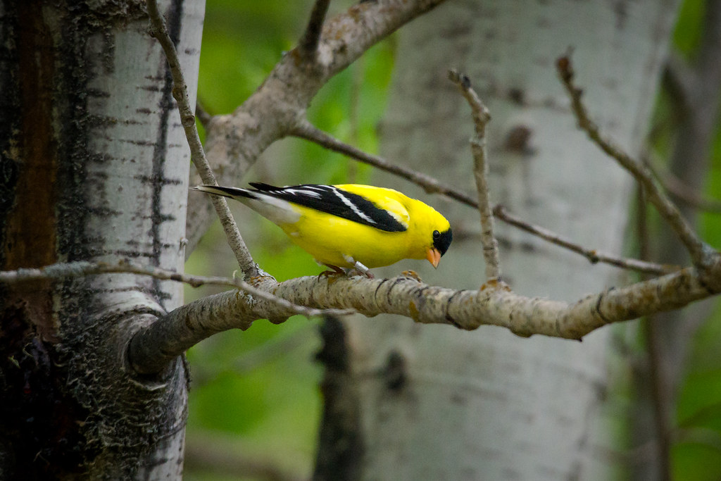 An American goldfinch with bright yellow plumage and a black cap perches on a tree branch.