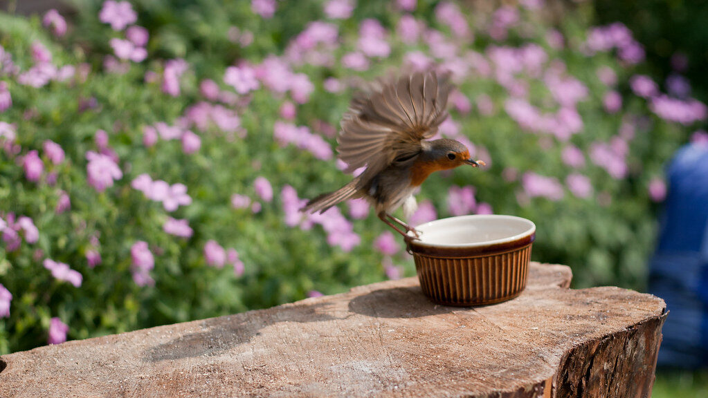 European Robin landing on bowl filled with live mealworms