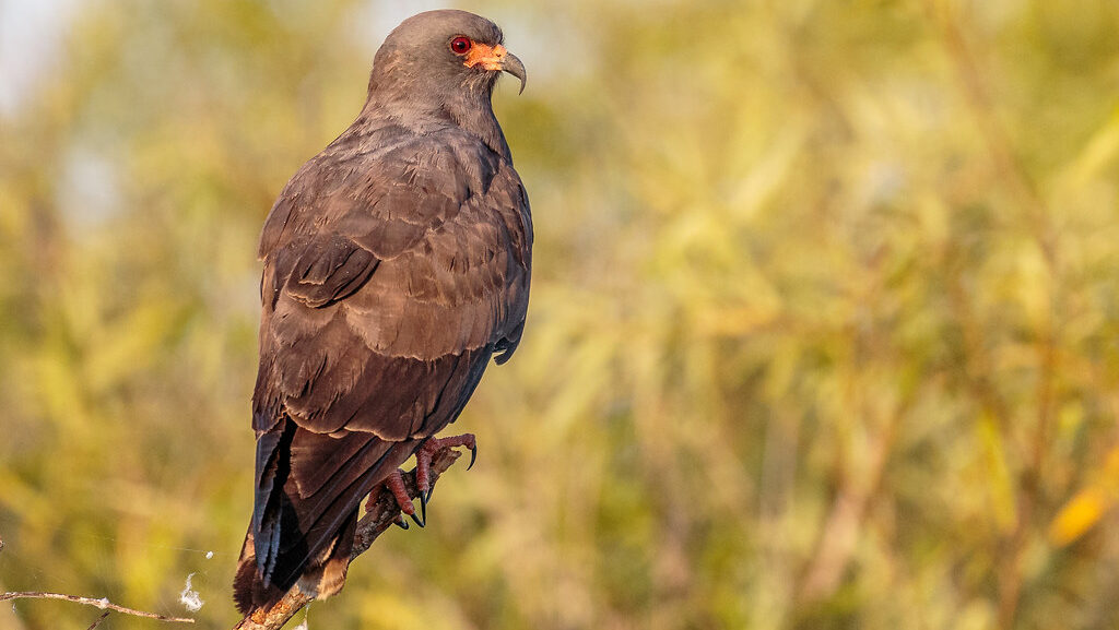 Snail Kite perched on branch edge, surrounded by natural greenery