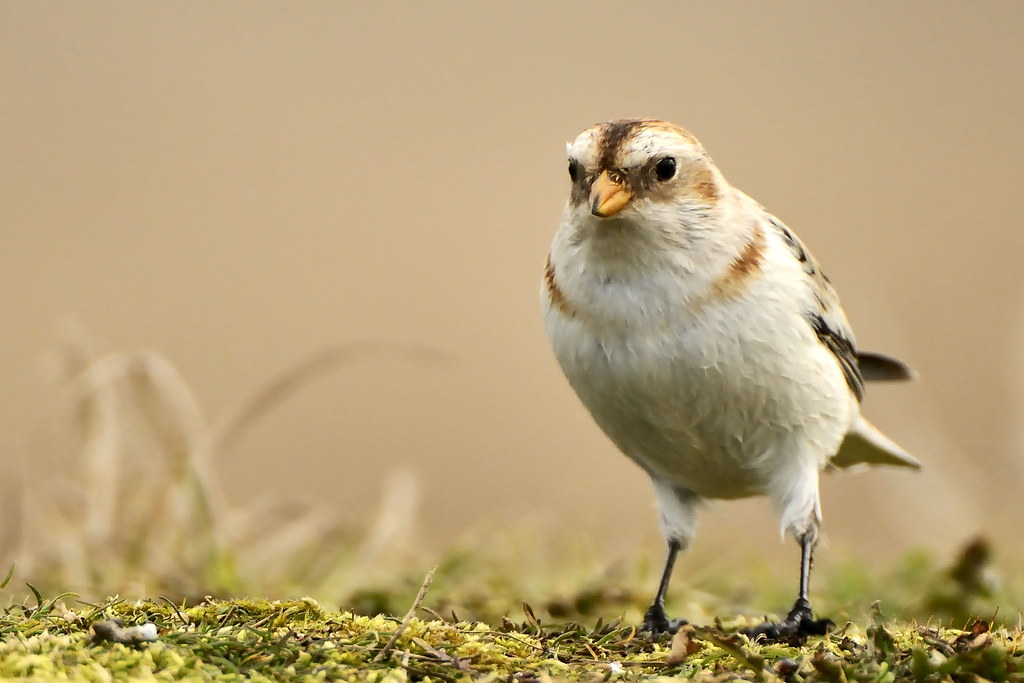 A snow bunting with white and brown plumage and a small yellow beak stands on moss.