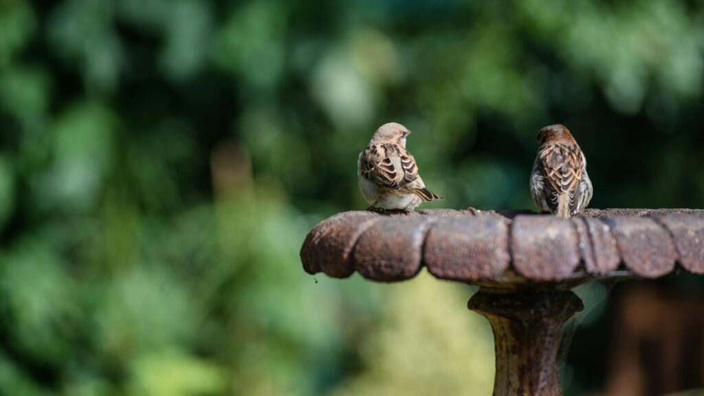 Two birds perched on a rusty metal bird bath
