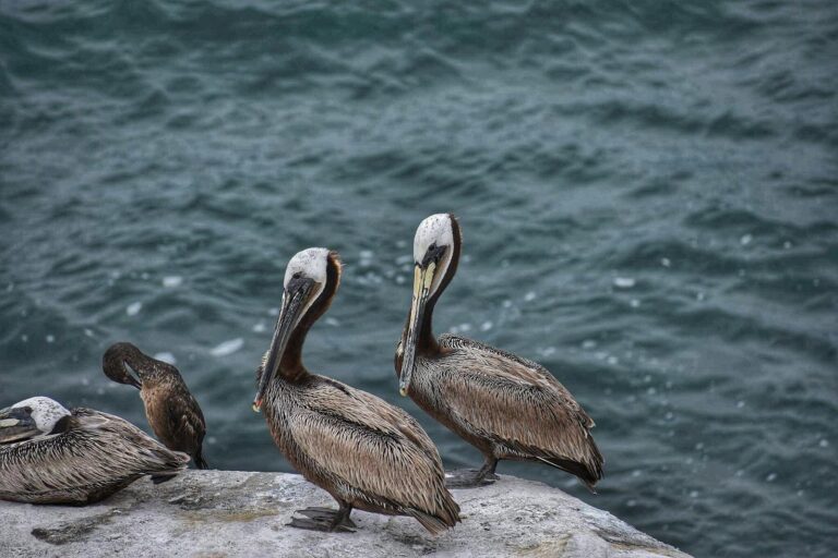 A group of brown pelicans perched on a rocky shore beside the ocean, displaying their elegant plumage.