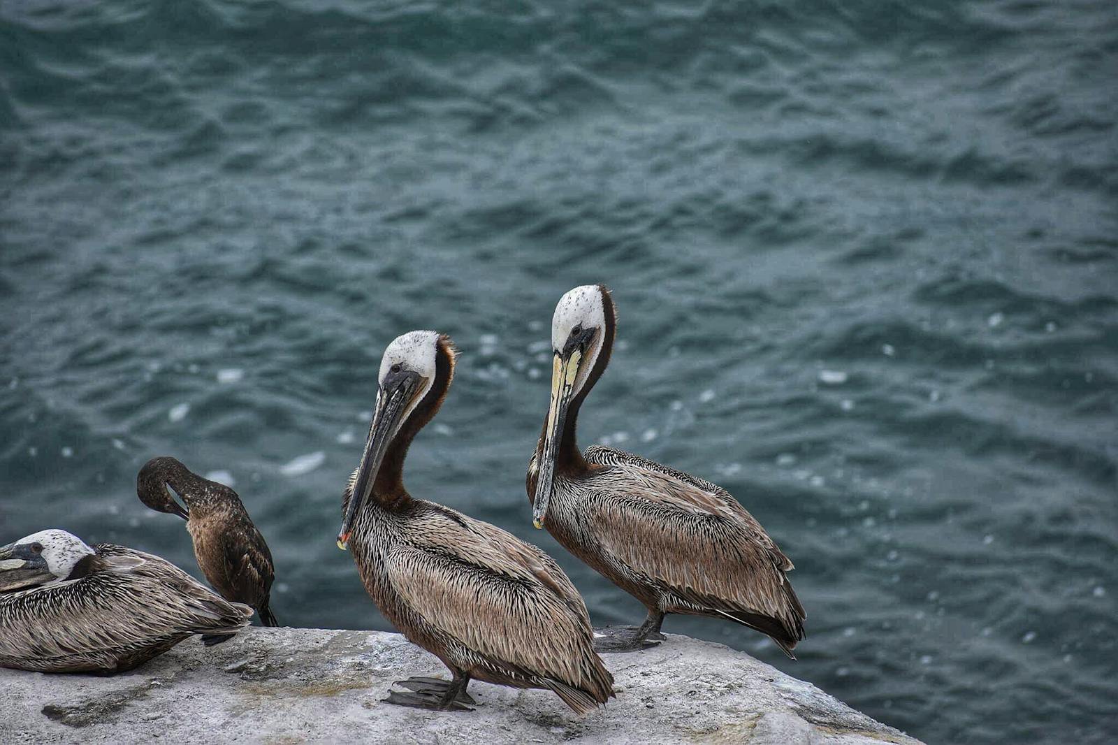 A group of brown pelicans perched on a rocky shore beside the ocean, displaying their elegant plumage.