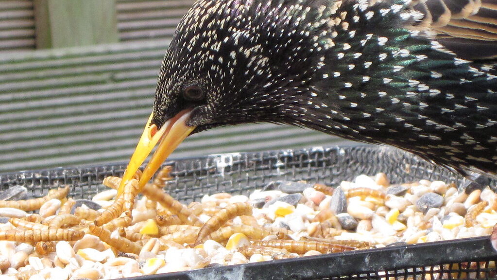 Starling eating mealworms and bird seed from a metal mesh tray feeder