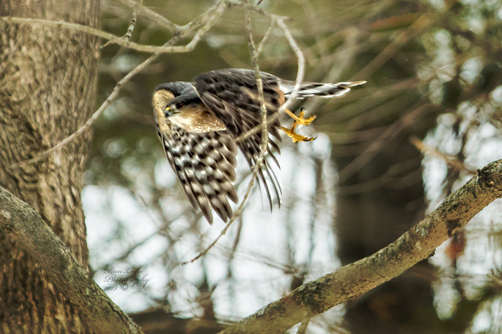 A Cooper's hawk is captured mid-flight among tree branches.