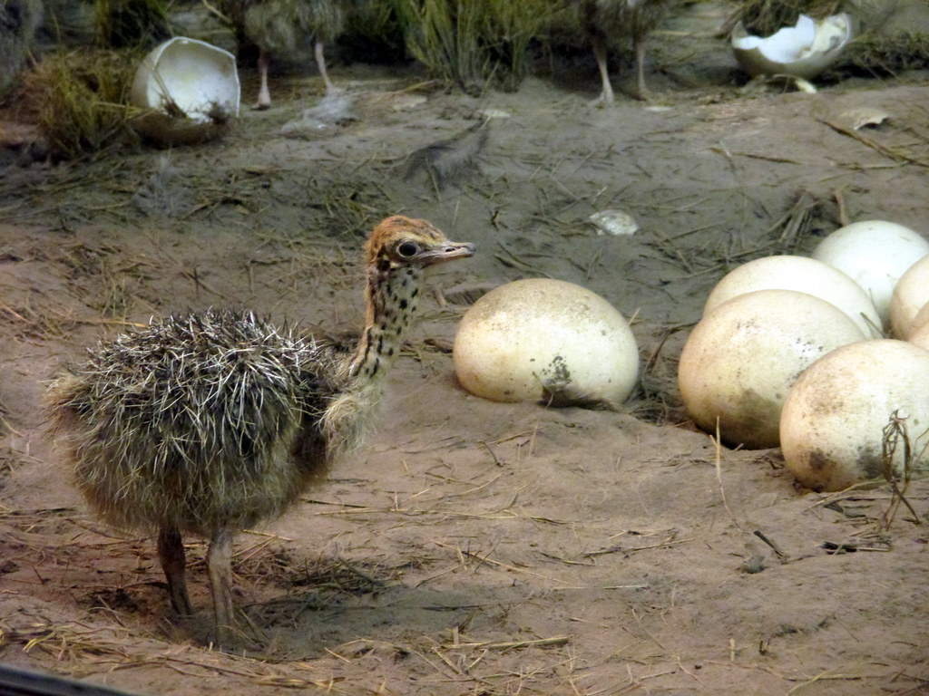 An ostrich chick stands on sandy ground near several large ostrich eggs.