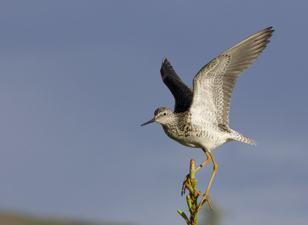 A Lesser Yellowlegs stands with wings spread wide, ready for flight against a bright blue sky.