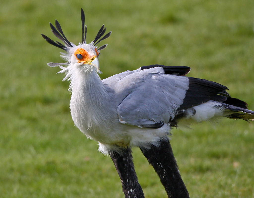A Secretarybird stands on green grass, displaying its distinctive crest and orange face.