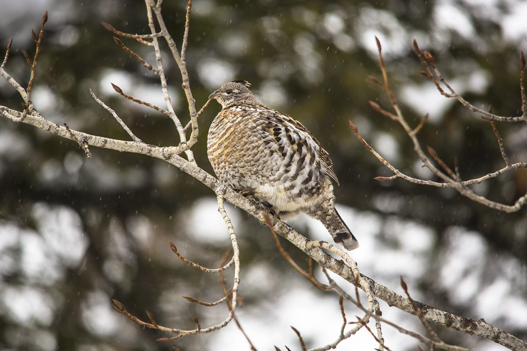 A Ruffed Grouse perches on a bare branch, blending in with its mottled plumage.