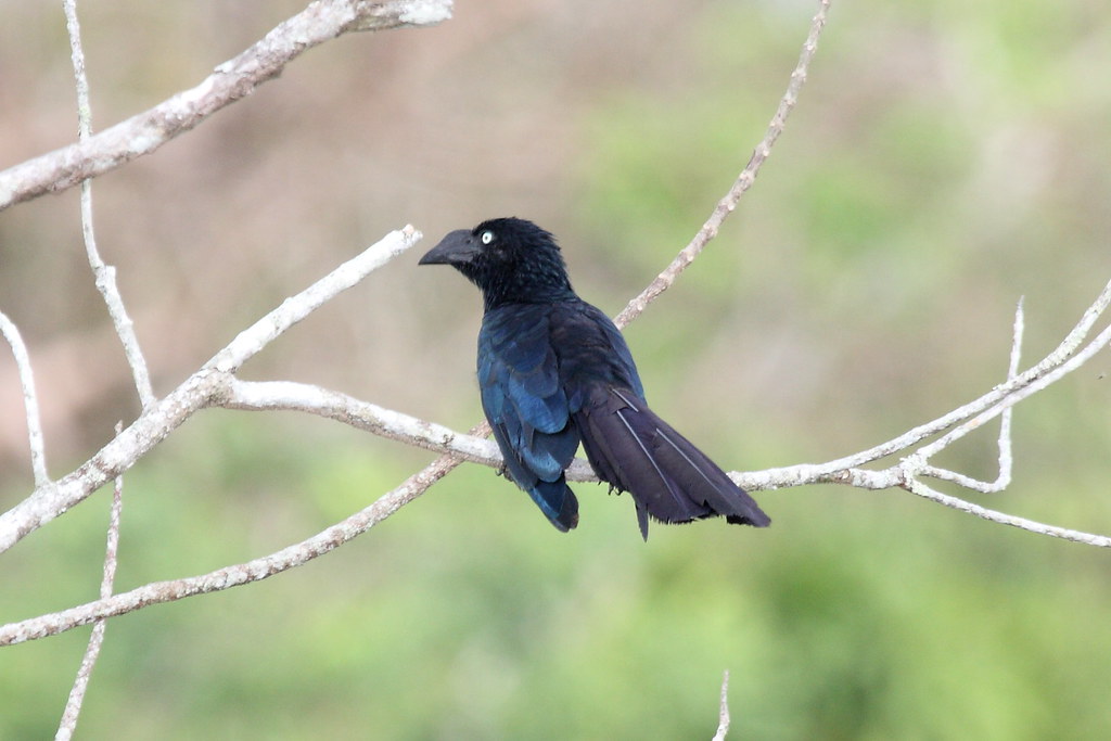 A Greater Ani, a glossy black bird with a large ridged beak and pale eyes, perches on a branch.