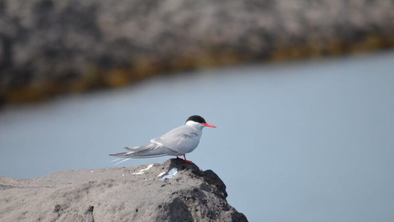 An Arctic tern with a black cap and red beak stands on a rock.