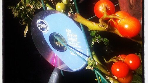 CD hanging on string in vegetable garden used as bird repellent