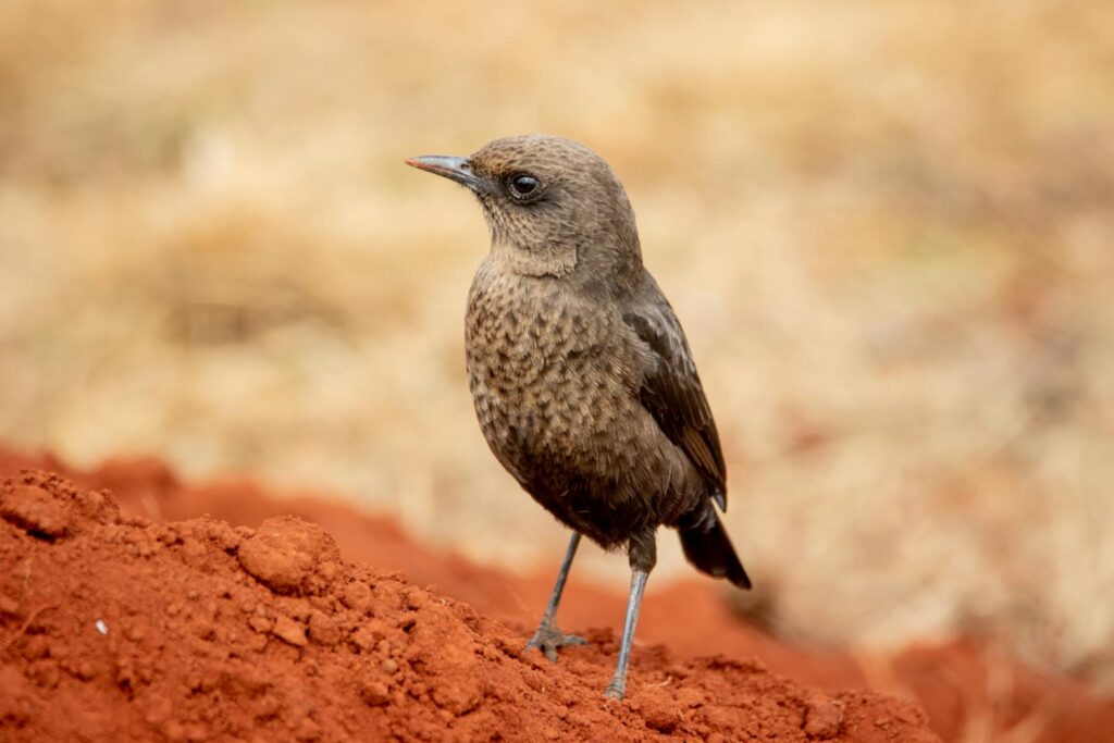 A detailed close-up of an Ant-eating Chat bird on vibrant red soil.