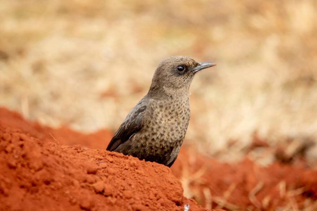 An Ant-eating Chat perches on reddish-brown earth, showing its mottled plumage.