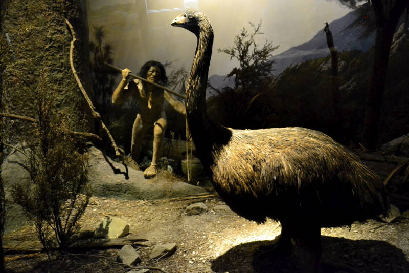 A diorama features an extinct dwarf emu with a human figure in the background.