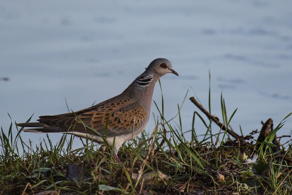 A turtle dove stands in green grass beside water, showcasing its distinctive patterned feathers.