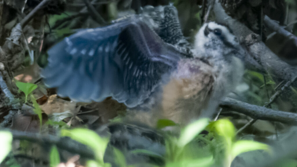American Woodcock mid-landing