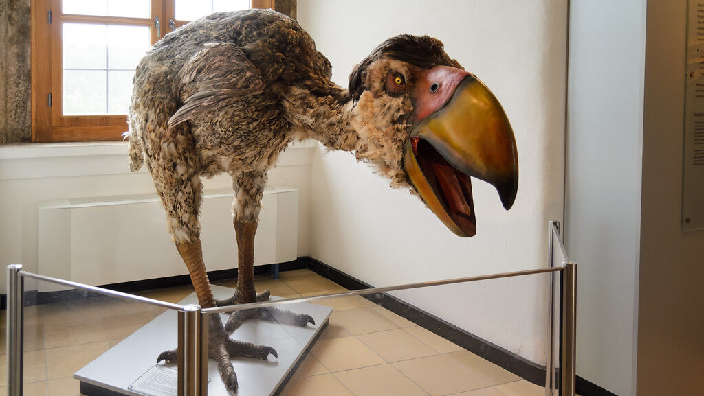A Gastornis model displays its large, powerful beak and stout body.