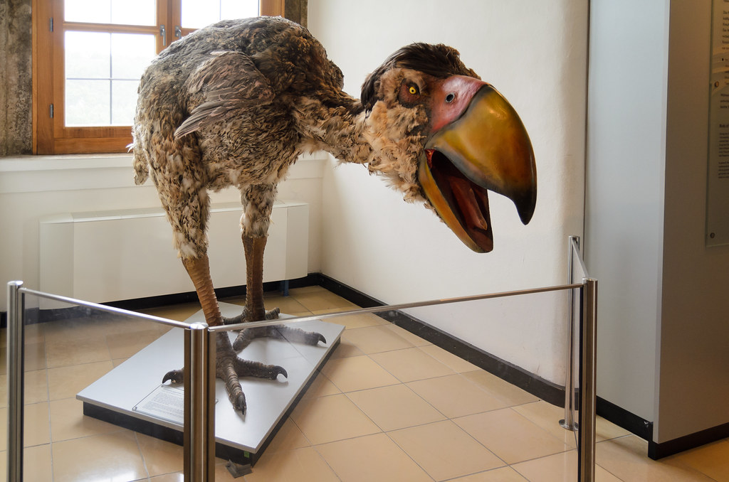 A Gastornis model displays its large, powerful beak and stout body.