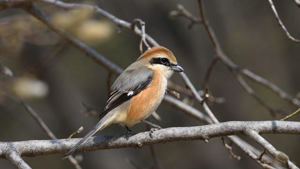 Bull-headed Shrike perched on a tree branch