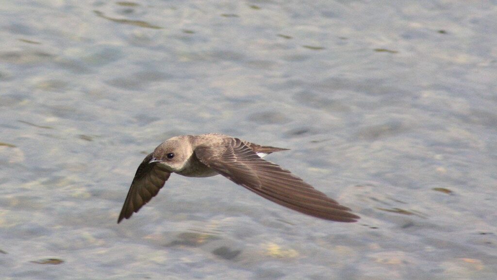Bank Swallow gliding above water with wings spread wide