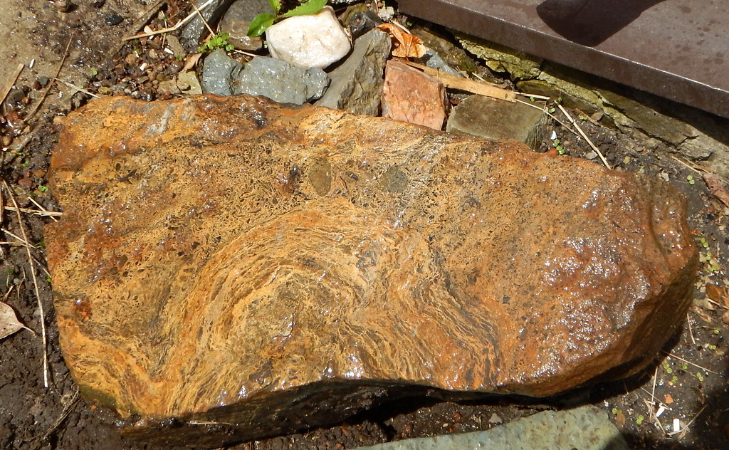 A brown and orange stromatolite rock displays swirled ancient patterns.