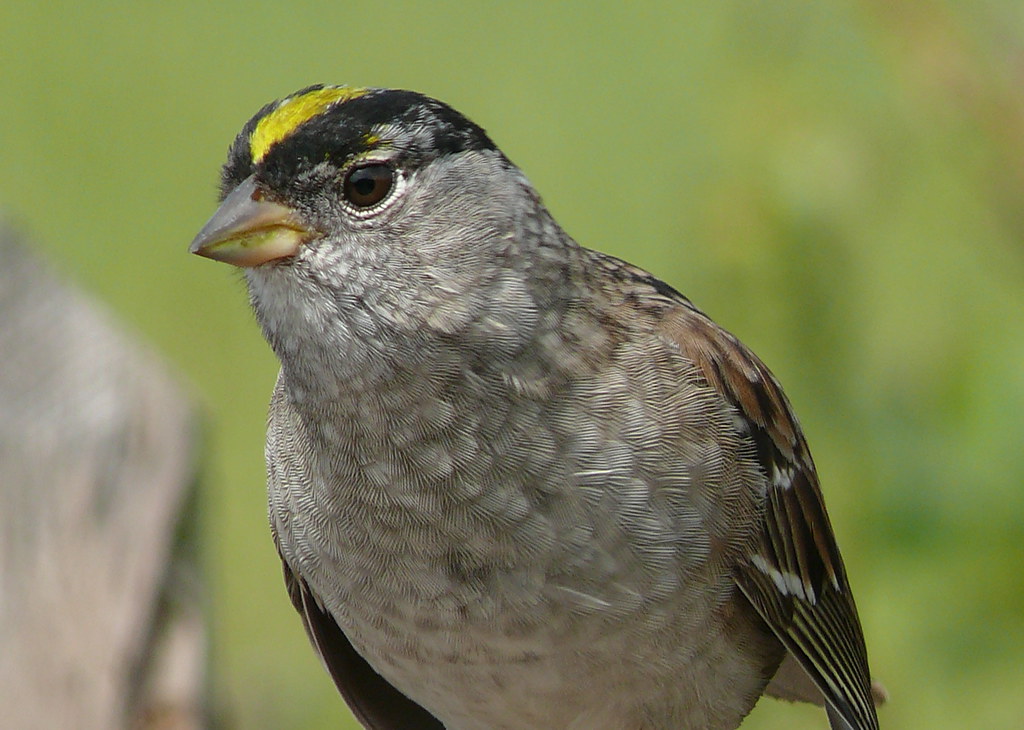A close-up of a Golden-crowned Sparrow showcases its distinctive yellow crown stripe.