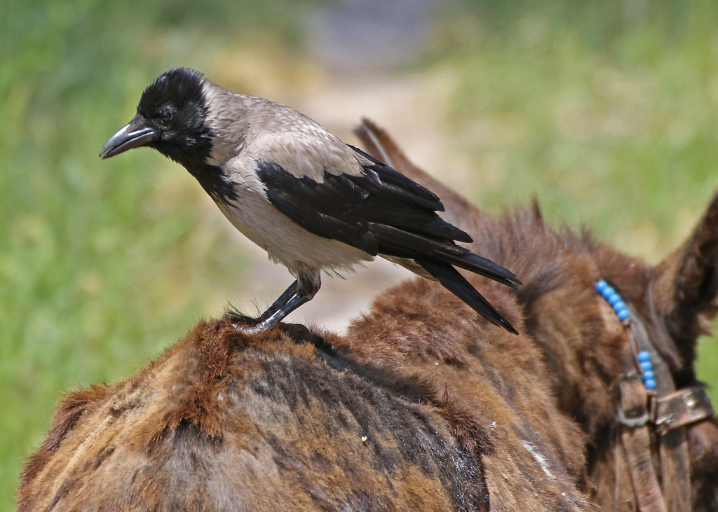 A Hooded Crow with a black head and grey body perches on a brown animal's back.