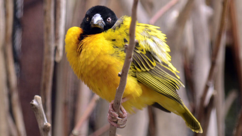Weaver bird perched on branch with intense, angry expression
