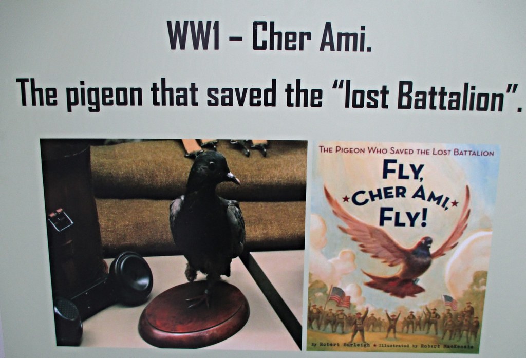 A display features "Cher Ami," a historic pigeon, and a book cover.