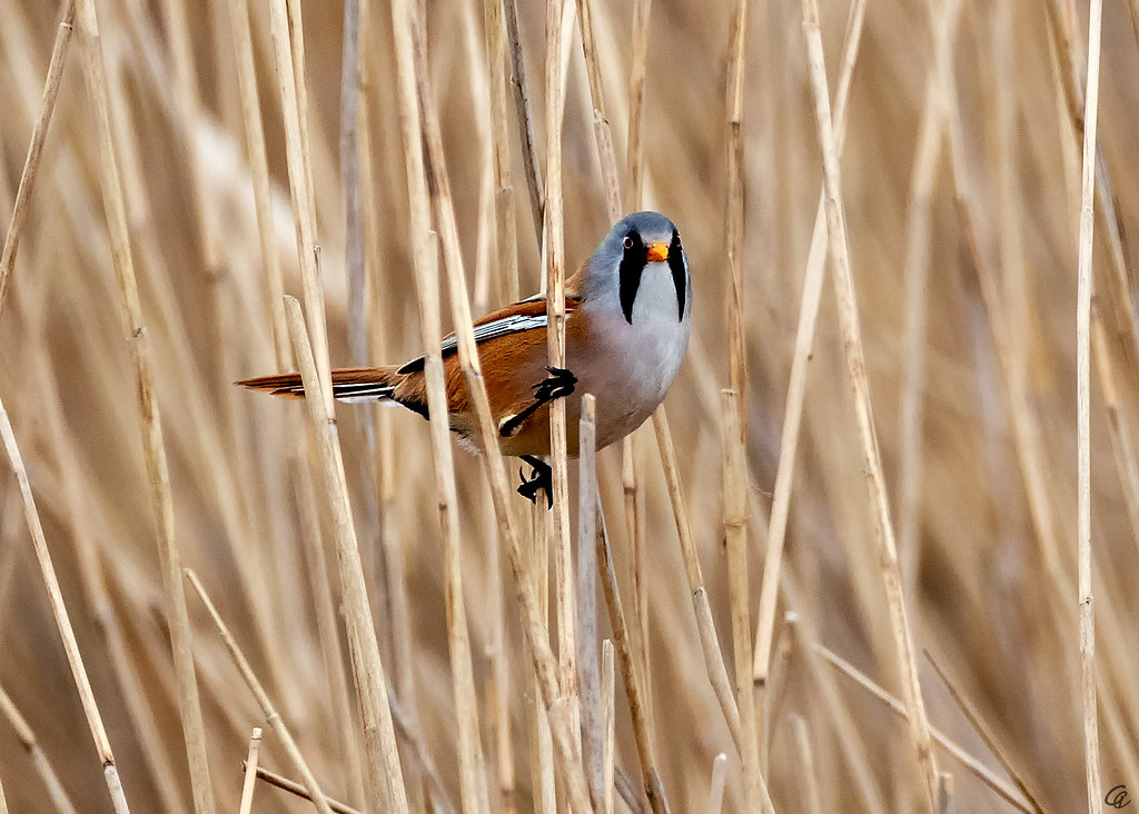A bearded reedling with orange, white, and gray plumage perches among reeds.